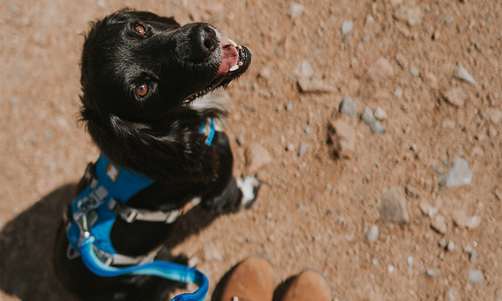 Choosing the right harness for your dog OS GetOutside